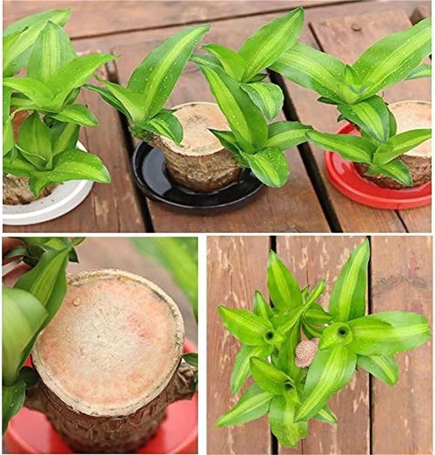 😊Lucky Brazil Wood Potted Plant🍀
