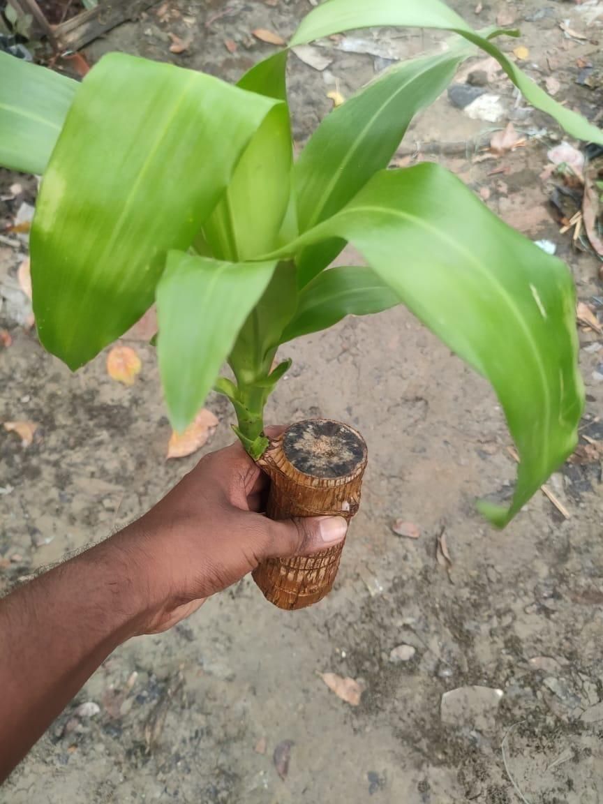 😊Lucky Brazil Wood Potted Plant🍀