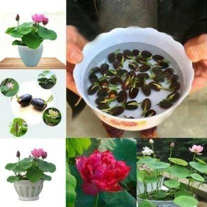 🌱 Varieties of Flower Seeds - 🔥Last Day Sale 50% OFF 🔥