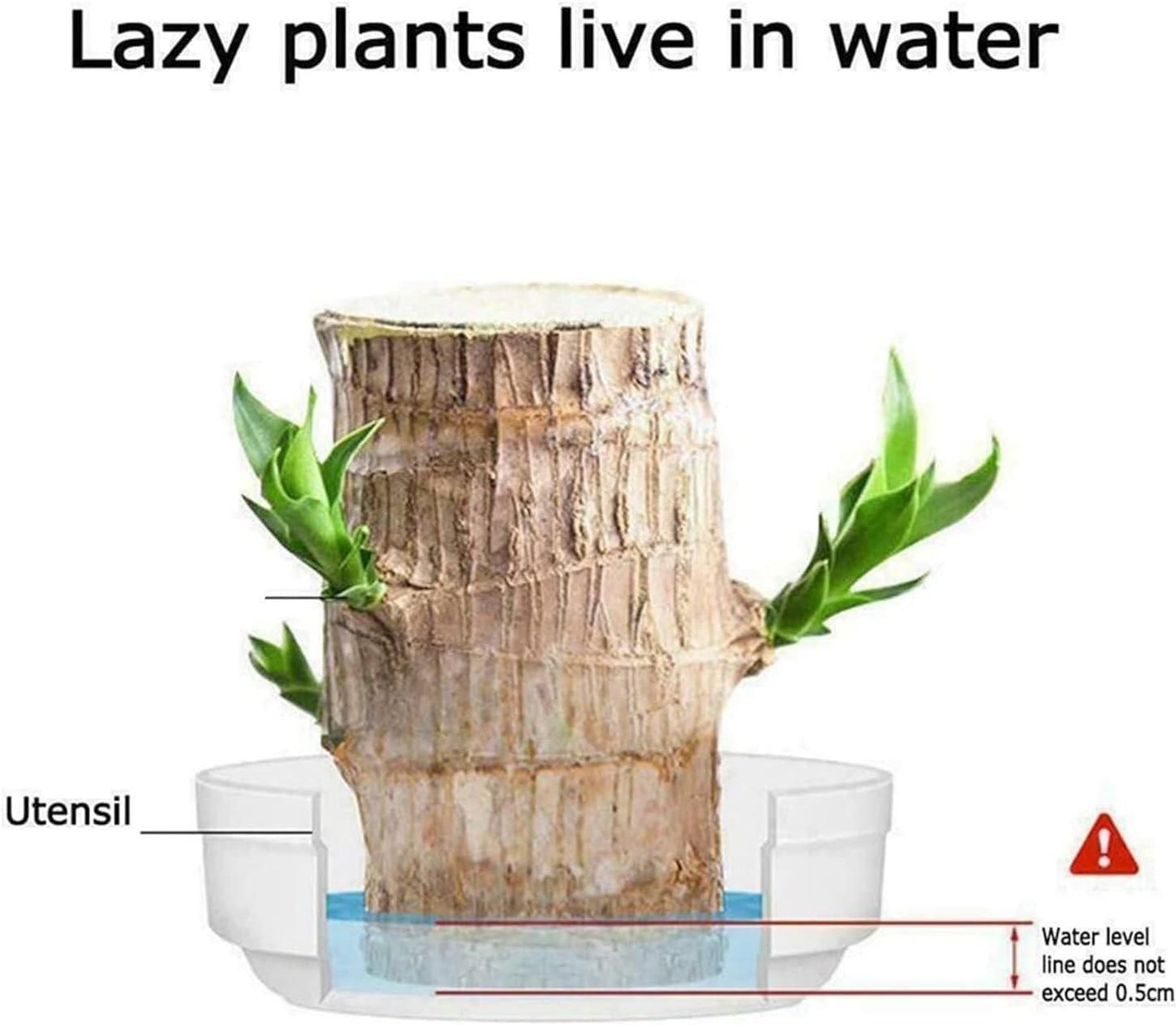 😊Lucky Brazil Wood Potted Plant🍀