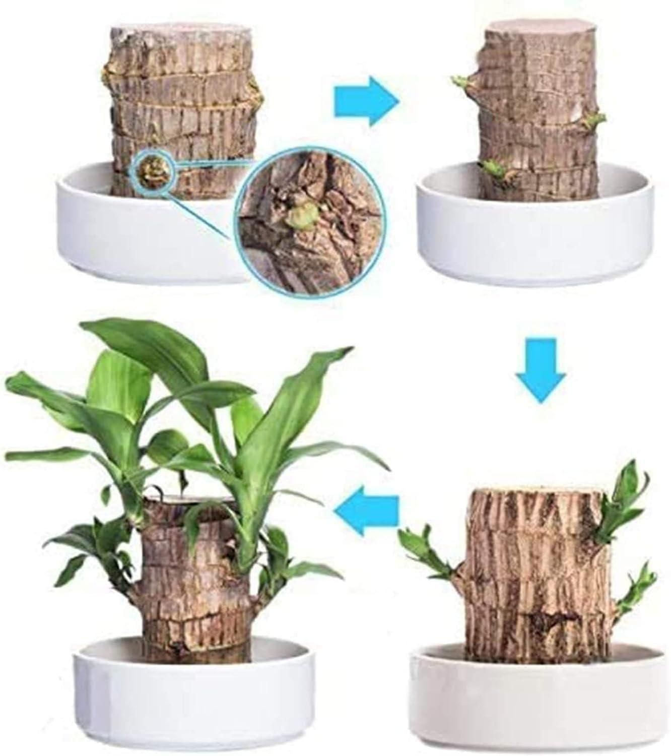 😊Lucky Brazil Wood Potted Plant🍀