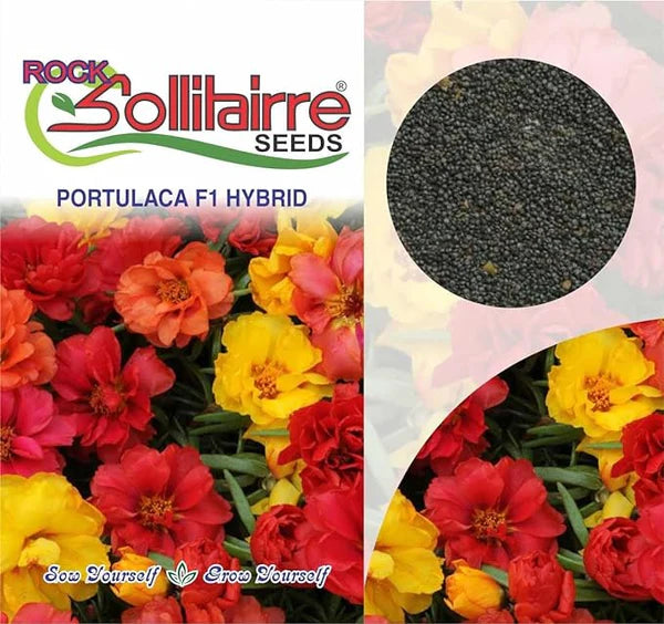 🌱 Varieties of Flower Seeds - 🔥Last Day Sale 50% OFF 🔥