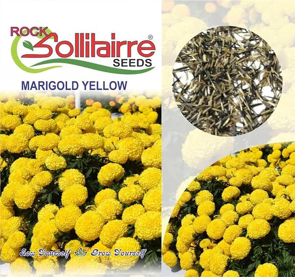 🌱 Varieties of Flower Seeds - 🔥Last Day Sale 50% OFF 🔥