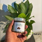 Jamalgota Ayurvedic Hair Growth Powder 100gm Each Pack of 2