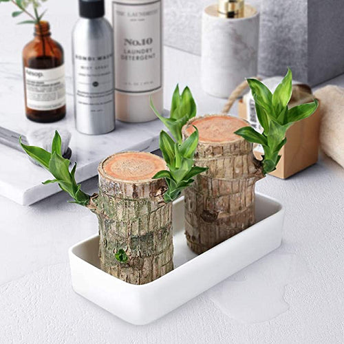 😌Lucky Brazil Wood Potted Plant🍀