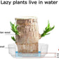 😌Lucky Brazil Wood Potted Plant🍀