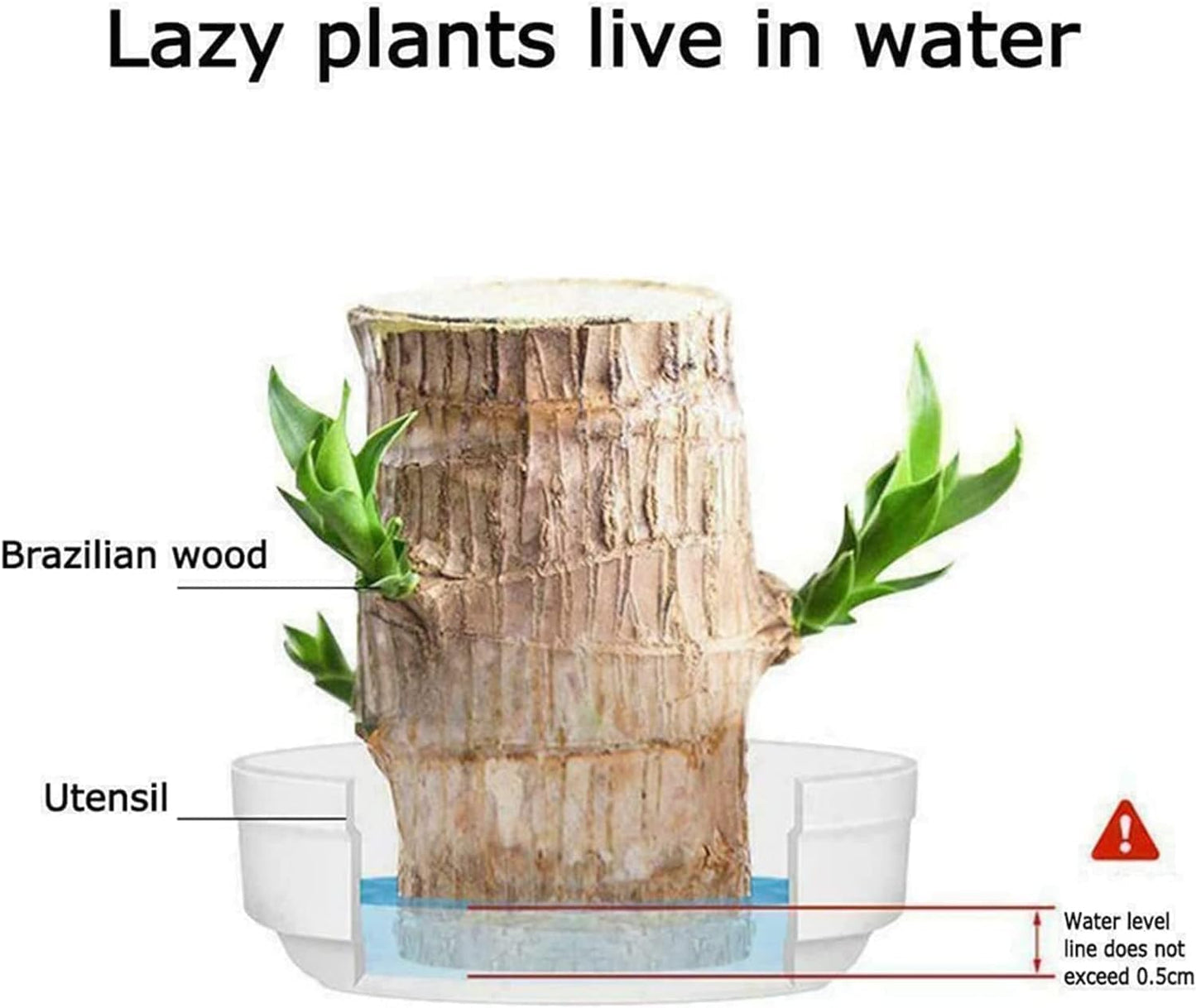 😌Lucky Brazil Wood Potted Plant🍀